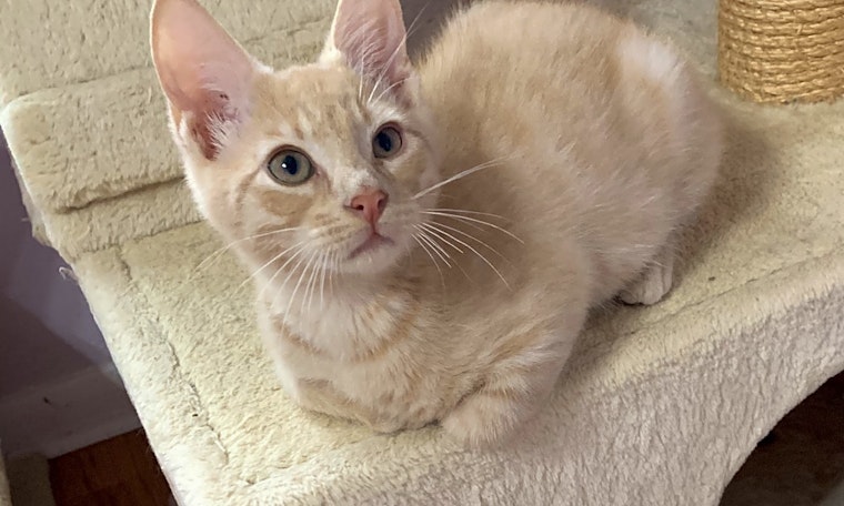 These Tampa-based kittens are up for adoption and in need of a good home