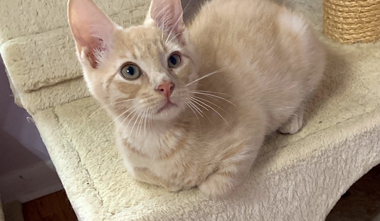 These Tampa-based kittens are up for adoption and in need of a good home