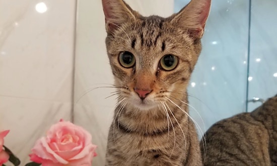 These Miami-based kittens are up for adoption and in need of a good home