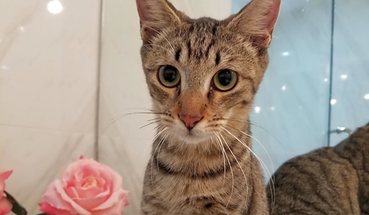 These Miami-based kittens are up for adoption and in need of a good home