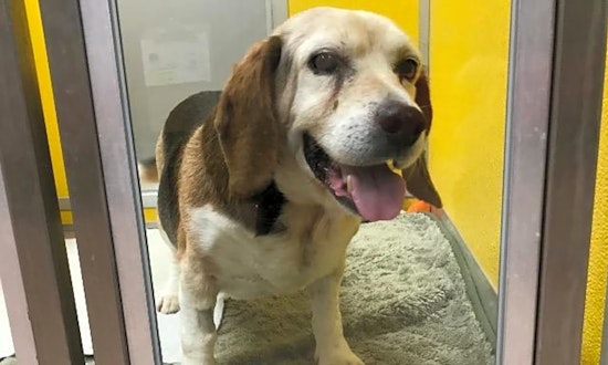 6 delightful doggies to adopt now in Indianapolis