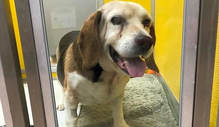 6 delightful doggies to adopt now in Indianapolis