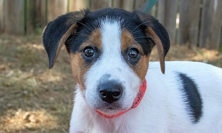 These Nashville-based puppies are up for adoption and in need of a good home
