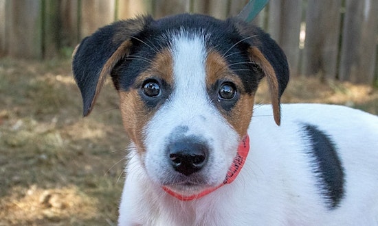 These Nashville-based puppies are up for adoption and in need of a good home