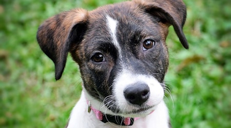 Looking to adopt a pet? Here are 4 perfect puppies to adopt now in Minneapolis