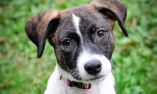 Looking to adopt a pet? Here are 4 perfect puppies to adopt now in Minneapolis