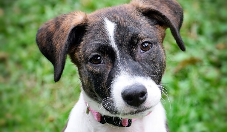 Looking to adopt a pet? Here are 4 perfect puppies to adopt now in Minneapolis
