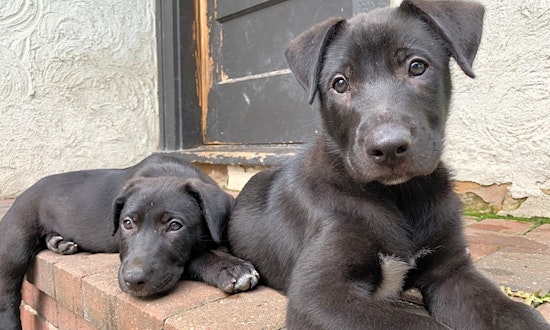 These Kansas City-based puppies are up for adoption and in need of a good home