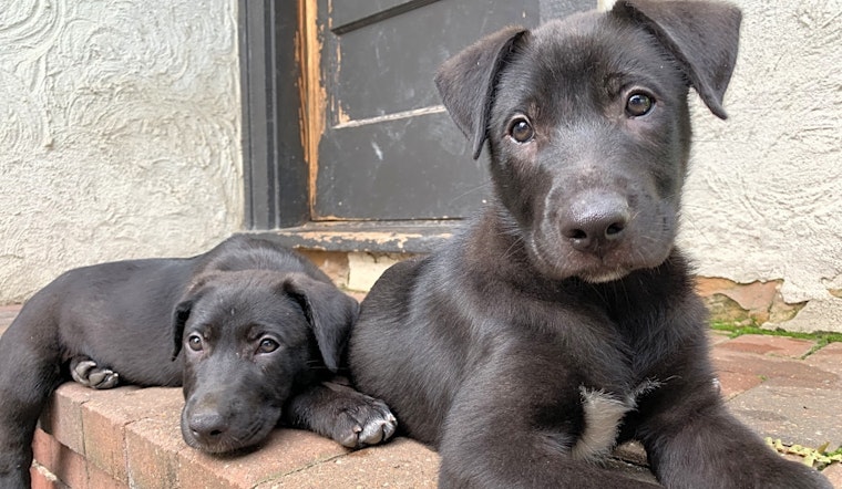 These Kansas City-based puppies are up for adoption and in need of a good home
