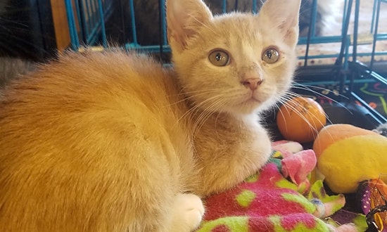 These Plano-based kittens are up for adoption and in need of a good home