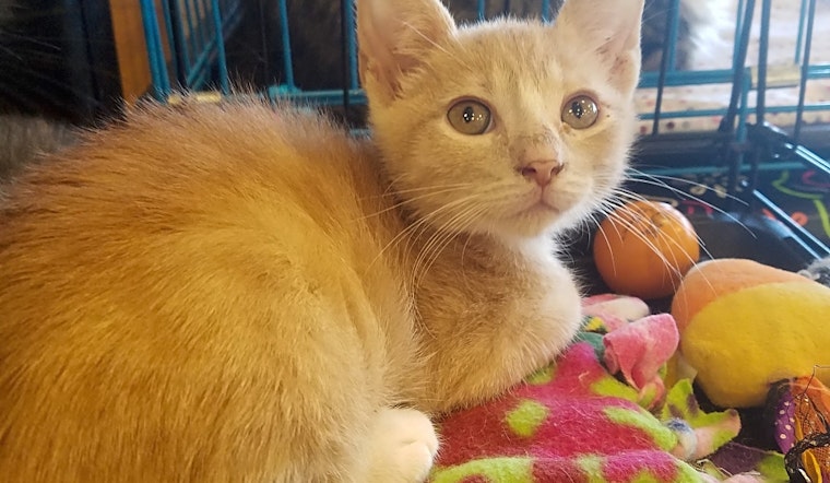 These Plano-based kittens are up for adoption and in need of a good home
