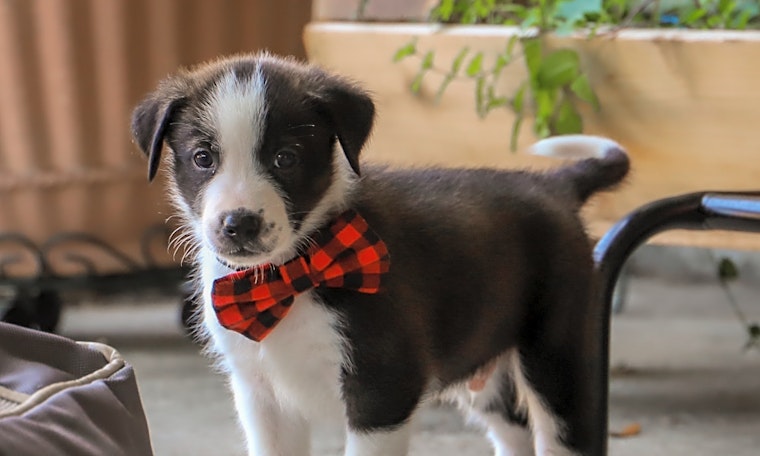 5 snuggly canines to adopt now in Fort Worth