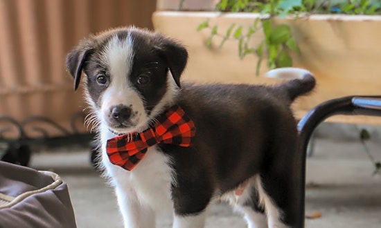 5 snuggly canines to adopt now in Fort Worth