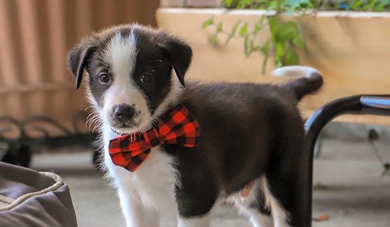 5 snuggly canines to adopt now in Fort Worth