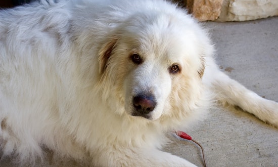 5 lovable pups to adopt now in Aurora