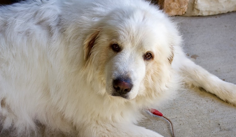5 lovable pups to adopt now in Aurora