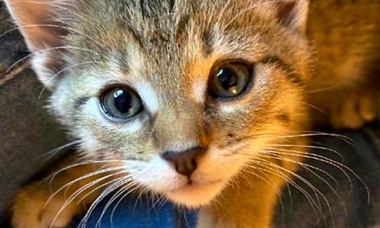 Looking to adopt a pet? Here are 7 cuddly kittens to adopt now in Colorado Springs