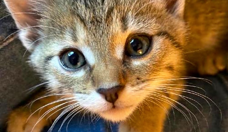 Looking to adopt a pet? Here are 7 cuddly kittens to adopt now in Colorado Springs