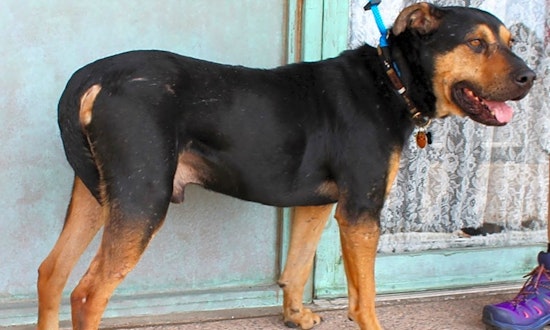 6 cuddly canines to adopt now in Albuquerque