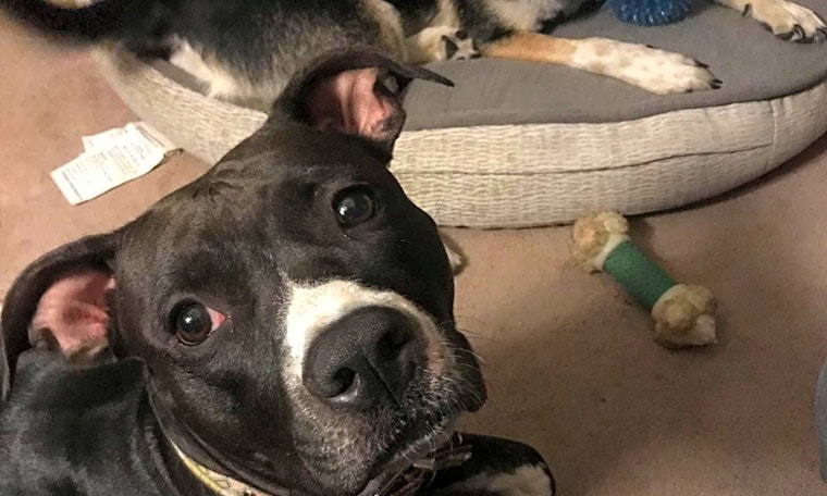 Looking to adopt a pet? Here are 4 lovable pups to adopt now in Phoenix