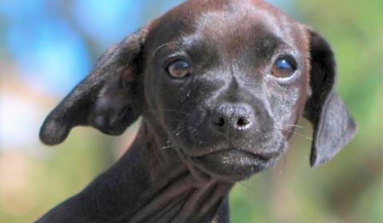 6 cuddly canines to adopt now in Tucson