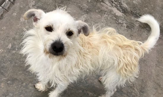 Looking to adopt a pet? Here are 3 cuddly canines to adopt now in El Paso
