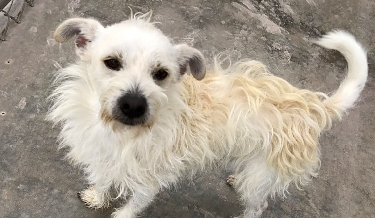 Looking to adopt a pet? Here are 3 cuddly canines to adopt now in El Paso