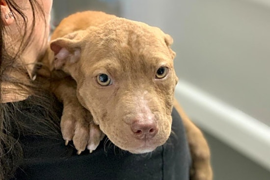 6 cuddly canines to adopt now in St. Louis