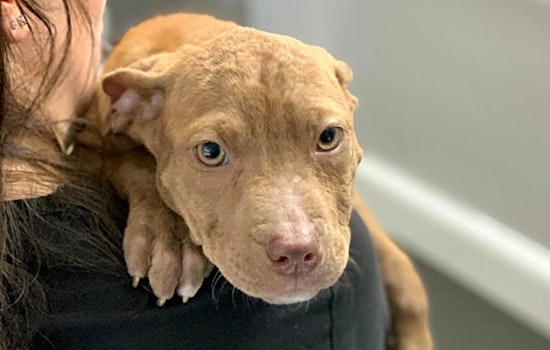 6 cuddly canines to adopt now in St. Louis