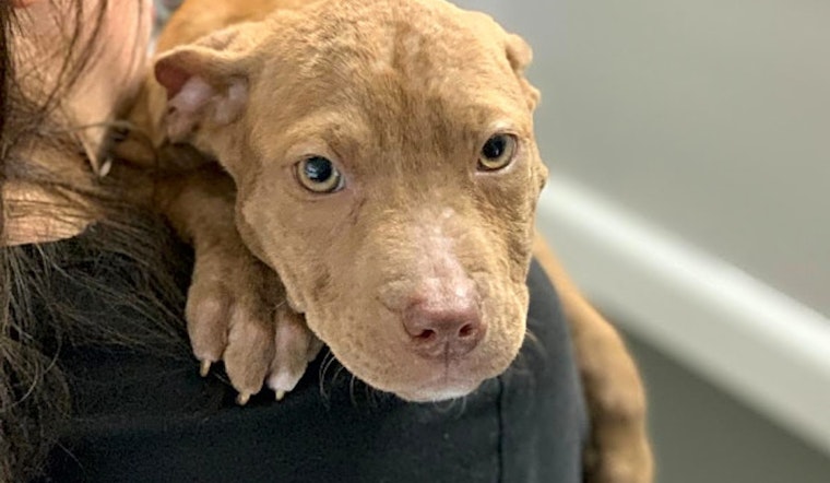 6 cuddly canines to adopt now in St. Louis
