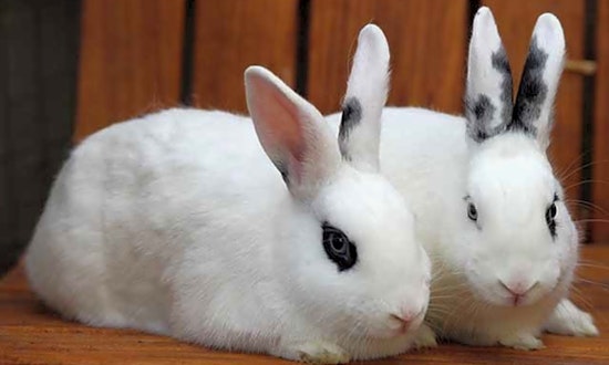 Hop to it: 4 lovable rabbits to adopt in Irvine