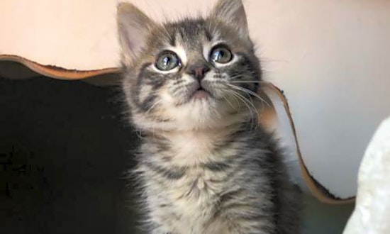 6 cuddly kittens to adopt now in Los Angeles