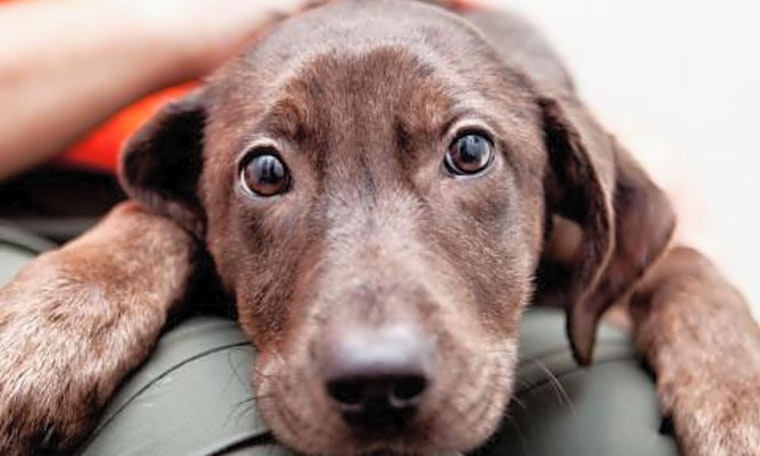 Looking to adopt a pet? Here are 6 perfect pups to adopt now in New York City