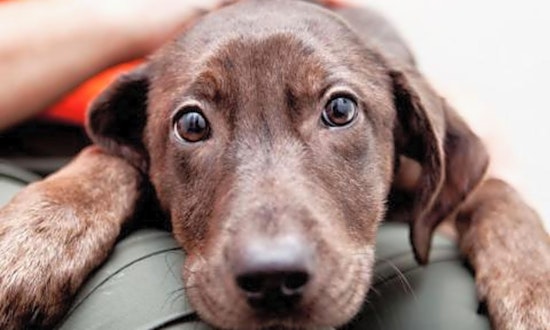 Looking to adopt a pet? Here are 6 perfect pups to adopt now in New York City