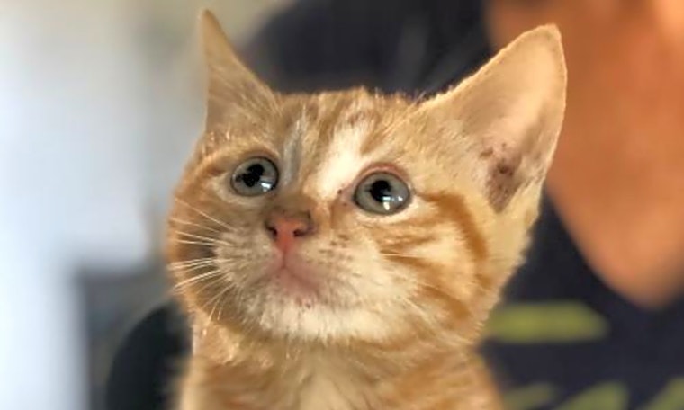 Want to adopt a pet? Here are 6 fluffy felines to adopt now in Washington