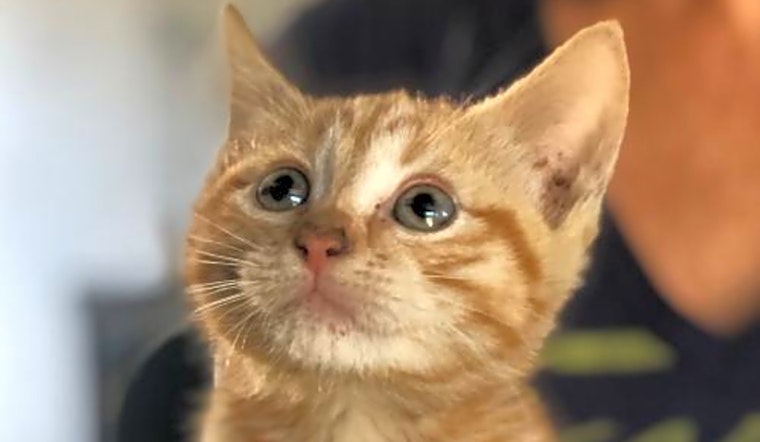 Want to adopt a pet? Here are 6 fluffy felines to adopt now in Washington