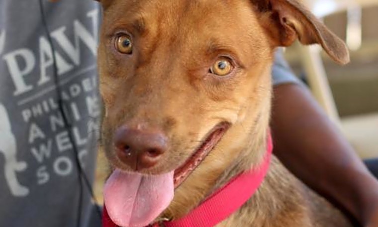 Looking to adopt a pet? Here are 6 cuddly canines to adopt now in Philadelphia