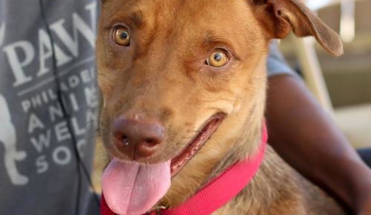 Looking to adopt a pet? Here are 6 cuddly canines to adopt now in Philadelphia