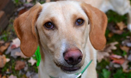 Looking to adopt a pet? Here are 4 cuddly canines to adopt now in Pittsburgh