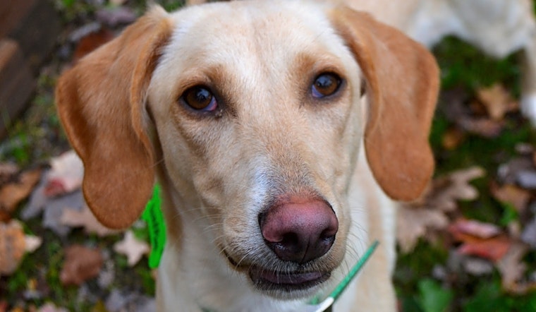 Looking to adopt a pet? Here are 4 cuddly canines to adopt now in Pittsburgh