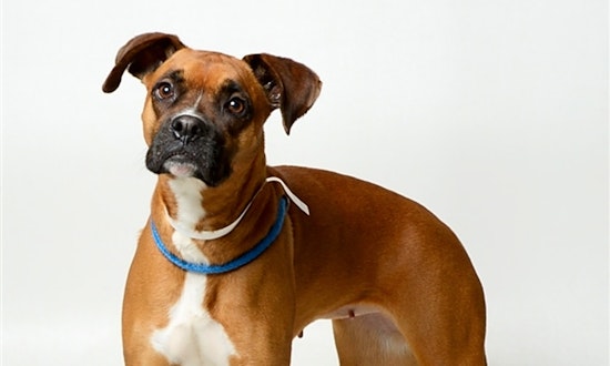 7 cuddly canines up for adoption in Columbus