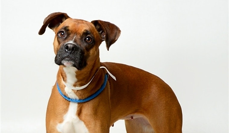 7 cuddly canines up for adoption in Columbus