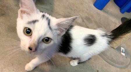 6 cuddly kittens to adopt in Cleveland