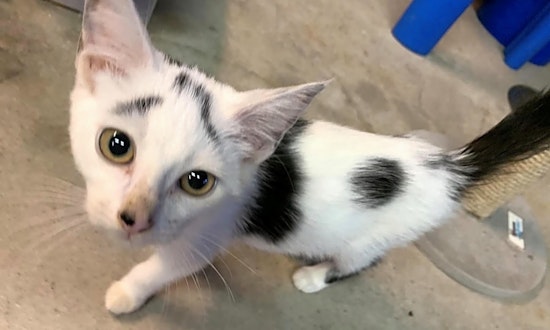 6 cuddly kittens to adopt in Cleveland