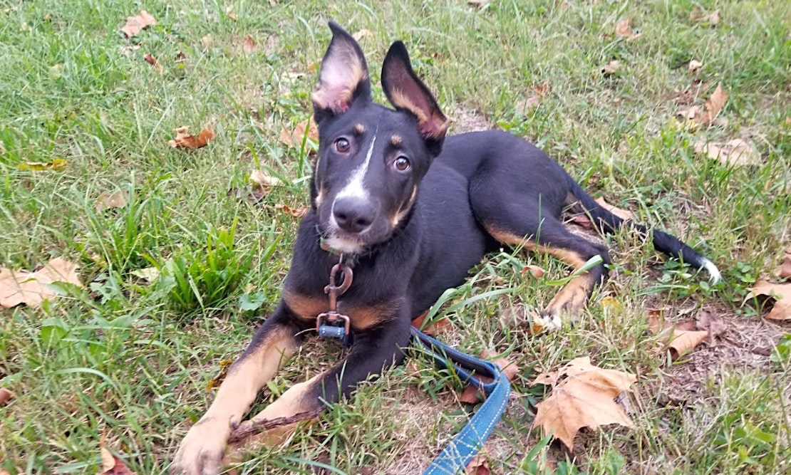 Want to adopt a pet? Here are 5 precious puppies to adopt now in Louisville