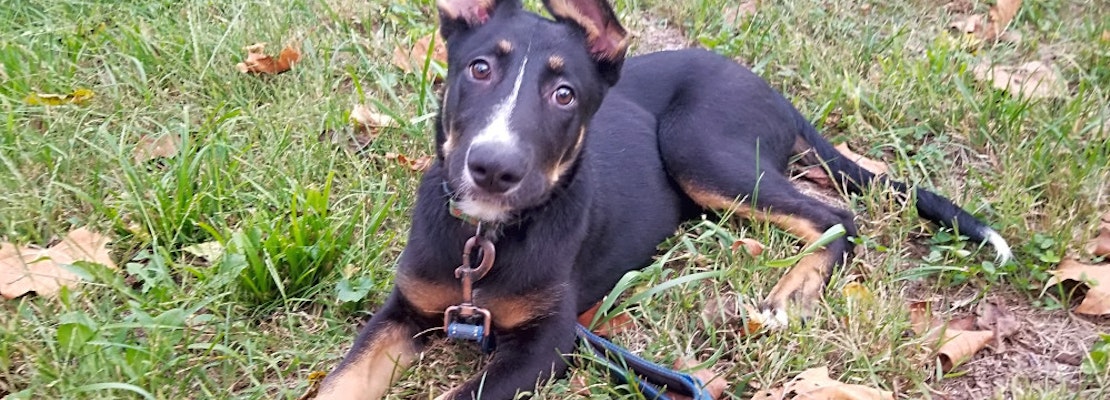 Want to adopt a pet? Here are 5 precious puppies to adopt now in Louisville