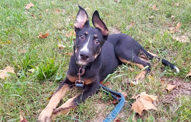 Want to adopt a pet? Here are 5 precious puppies to adopt now in Louisville