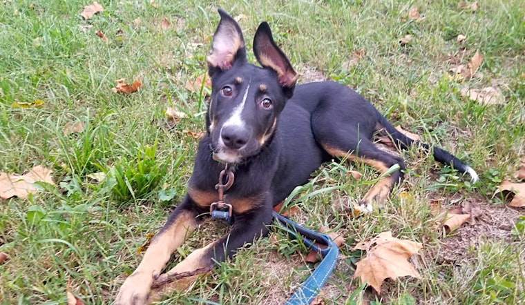 Want to adopt a pet? Here are 5 precious puppies to adopt now in Louisville