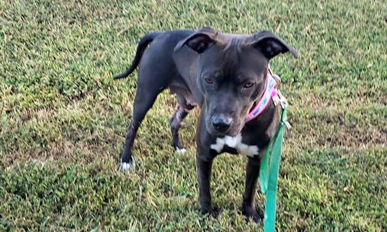 Looking to adopt a pet? Here are 4 delightful doggies to adopt now in Durham