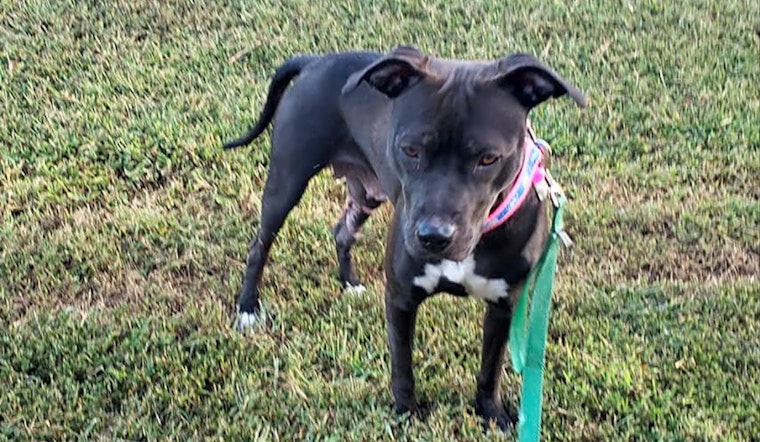 Looking to adopt a pet? Here are 4 delightful doggies to adopt now in Durham